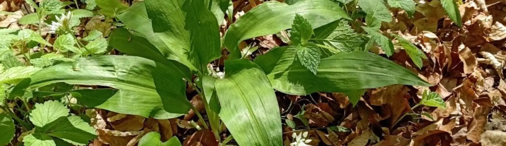 Gruppe grüner Pflanzen in der Mitte Bärlauch mit breiten Blättern auf Waldboden bedeckt mit braunen Herbstblättern | © DAV-FN / M. Otten
