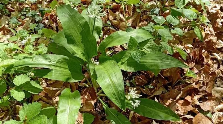 Gruppe grüner Pflanzen in der Mitte Bärlauch mit breiten Blättern auf Waldboden bedeckt mit braunen Herbstblättern | © DAV-FN / M. Otten