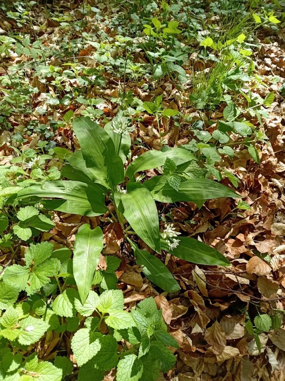 Gruppe grüner Pflanzen in der Mitte Bärlauch mit breiten Blättern auf Waldboden bedeckt mit braunen Herbstblättern | © DAV-FN / M. Otten