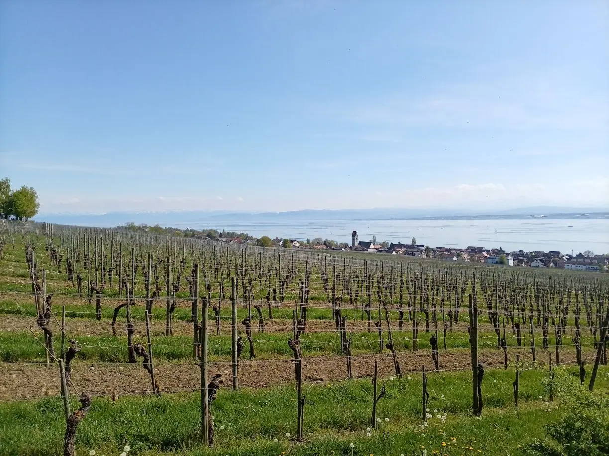 Weinberg mit kahlen Reben vor einem Dorf und dem Bodensee im Hintergrund | © DAV-FN / M. Otten