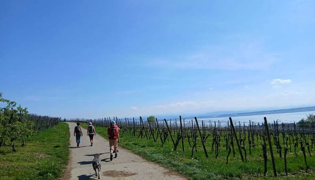 Drei Wanderer mit Rucksack und ein Hund laufen auf einem Weg zwischen Weinreben unter blauem Himmel | © DAV-FN / A. Welte