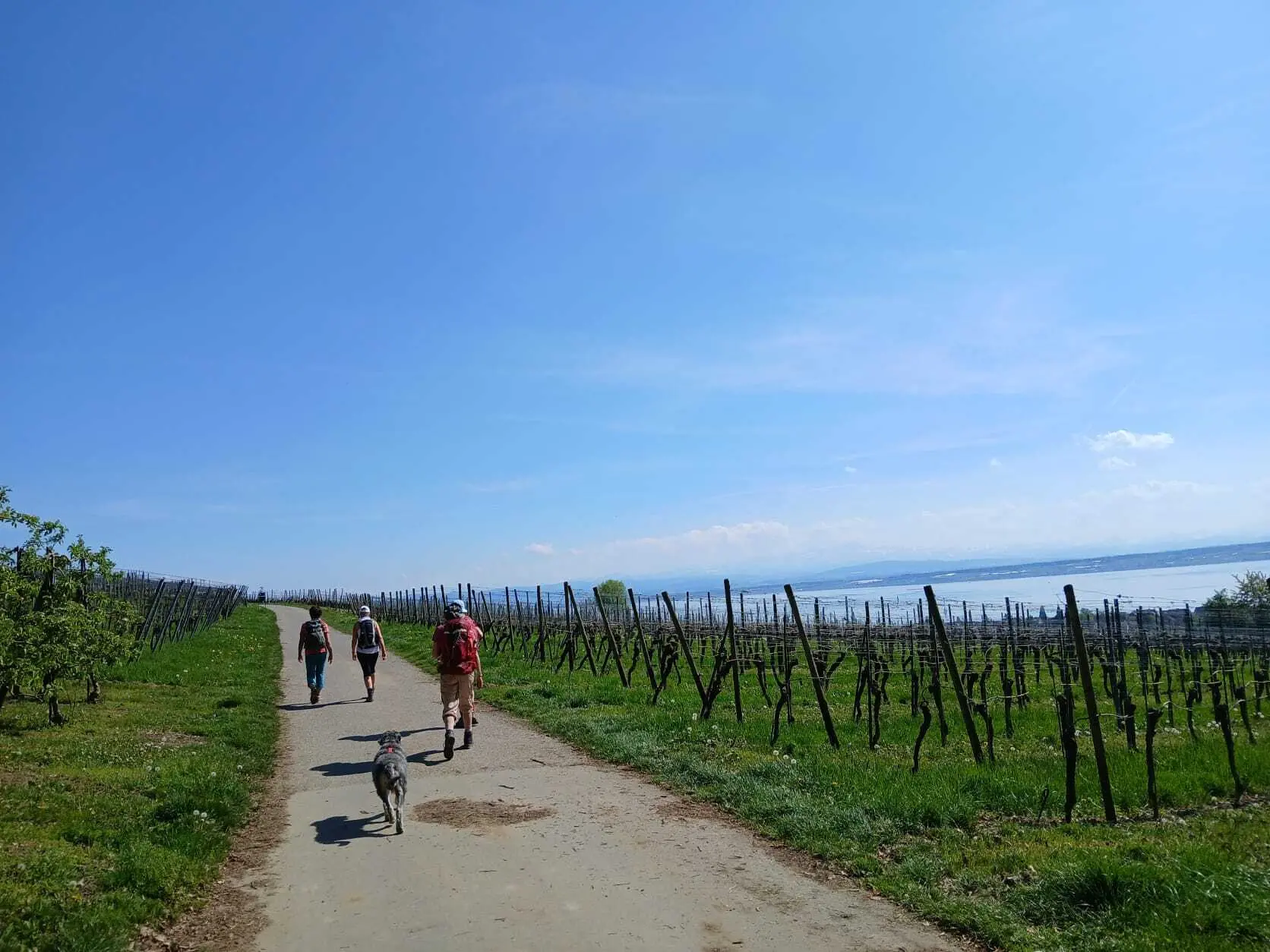 Drei Wanderer mit Rucksack und ein Hund laufen auf einem Weg zwischen Weinreben unter blauem Himmel | © DAV-FN / A. Welte