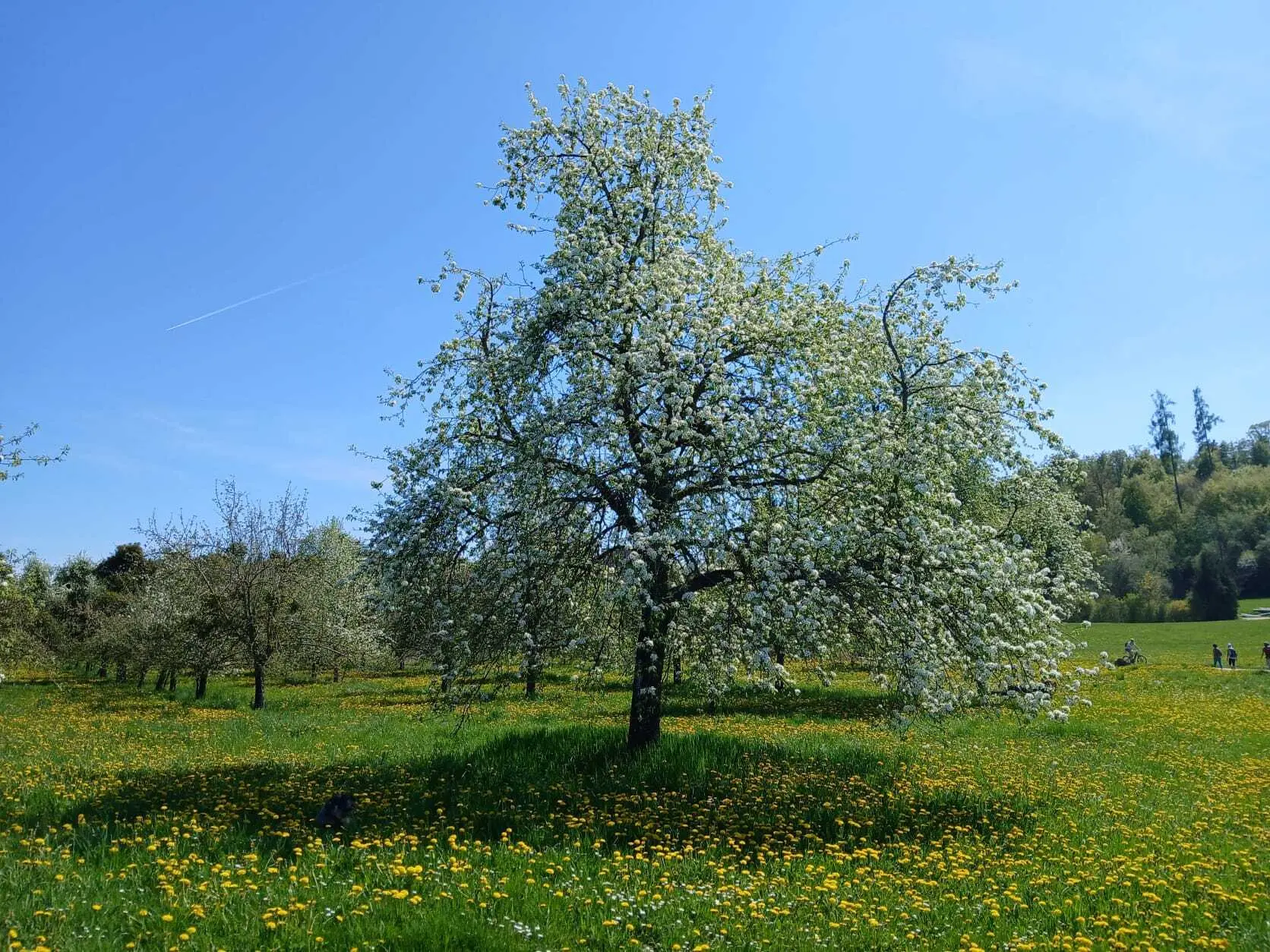 Blühender Apfelbaum auf einer Wiese mit gelben Löwenzahn unter blauem Himmel | © DAV-FN / A. Welte