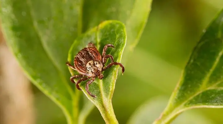© Foto: Pfizer/www.zecken.de
