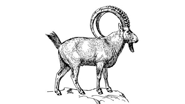 Steinbock | © Bild von OpenClipart-Vectors auf Pixabay Steinbock | © Bild von OpenClipart-Vectors auf Pixabay