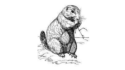 Murmeltier | © Bild von OpenClipart-Vectors auf Pixabay Murmeltier | © Bild von OpenClipart-Vectors auf Pixabay
