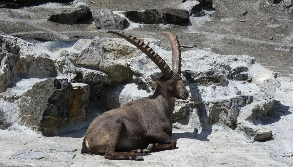 Jugendtour Wildpark Feldkirch | © DAV-FN / Sandra Knefel