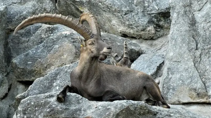 Steinbock | © Bild von Elsemargriet auf Pixabay