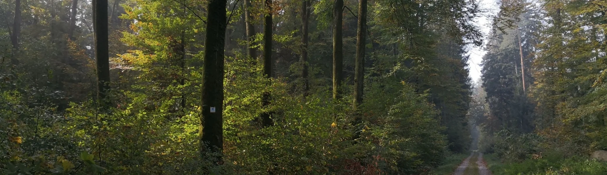 Seewald | © Foto: Melanie Raßmann, CC BY-SA, Tourist-Information Ailingen 