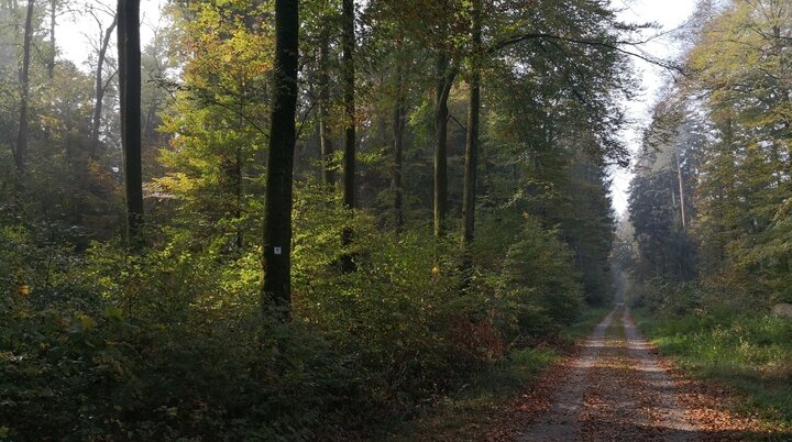 Seewald | © Foto: Melanie Raßmann, CC BY-SA, Tourist-Information Ailingen 