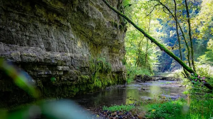 Neben einer Felswand fließt die Wutach durch dichten Wald | © © Ferienregion Wutachschlucht  -  www.wutachschlucht.de