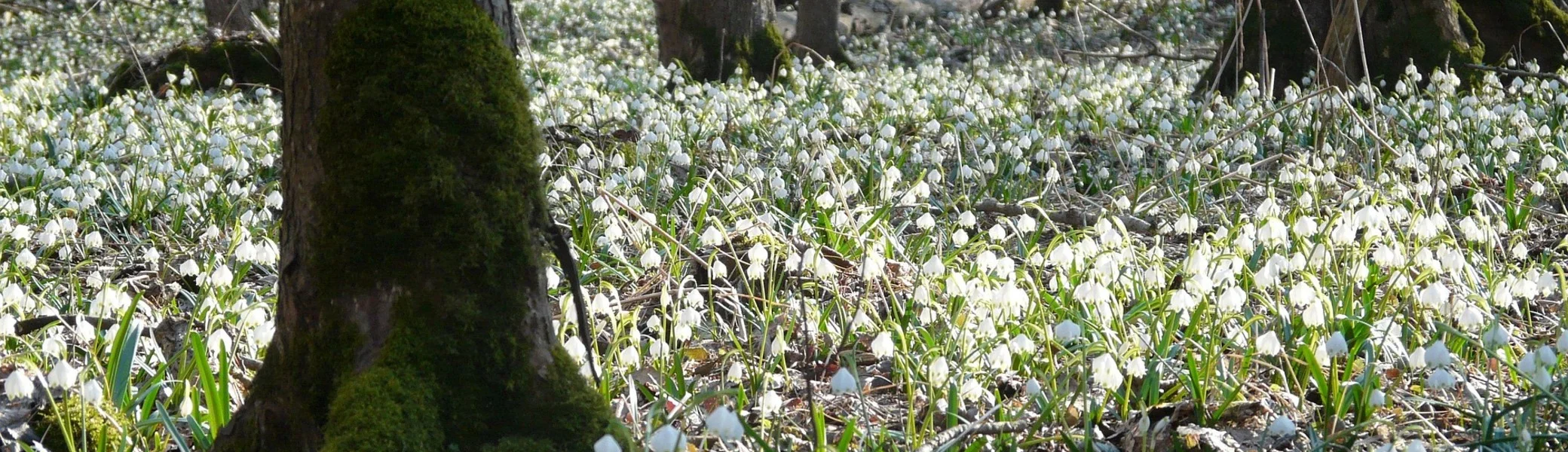 Märzenbecher | © Bild von Hans auf Pixabay