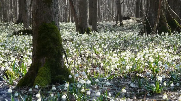 Märzenbecher | © Bild von Hans auf Pixabay