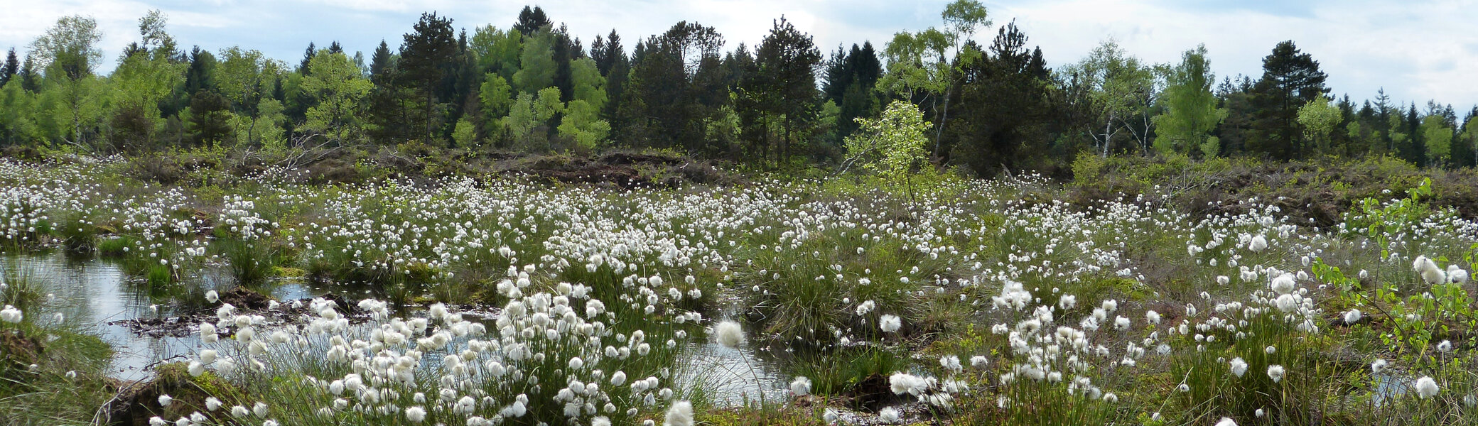 Arrisrieder Moos | © Von KlaraLang - Eigenes Werk, CC BY-SA 3.0, httpscommons.wikimedia.orgwindex.phpcurid=39992093
