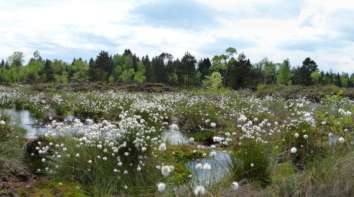 Arrisrieder Moos | © Von KlaraLang - Eigenes Werk, CC BY-SA 3.0, httpscommons.wikimedia.orgwindex.phpcurid=39992093