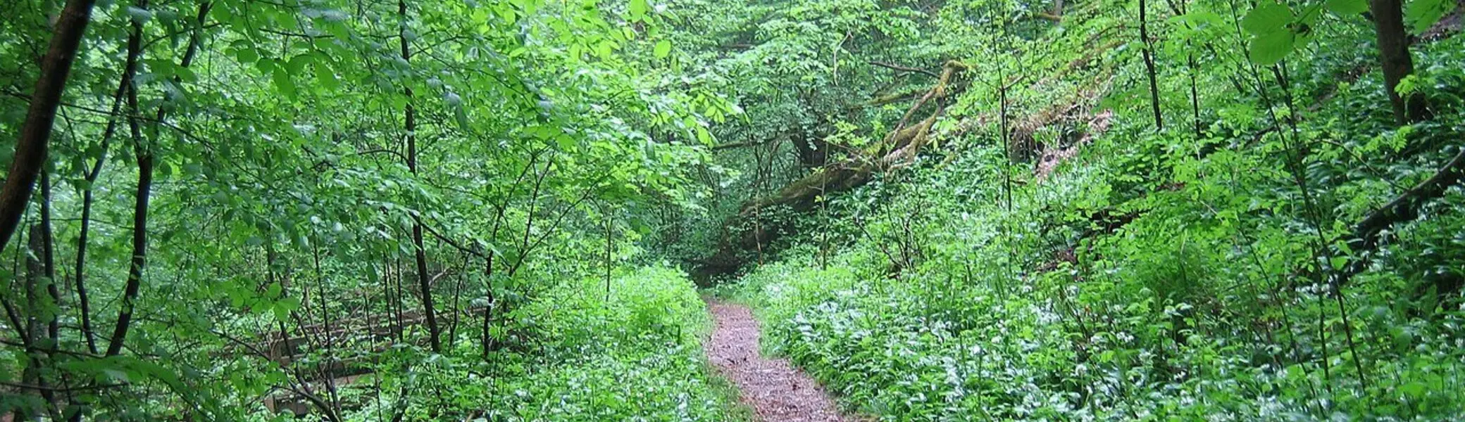 Schmaler Waldweg im grünen dichten Wald | © Von ANKAWÜ - Eigenes Werk, Gemeinfrei, https://commons.wikimedia.org/w/index.php?curid=9876740