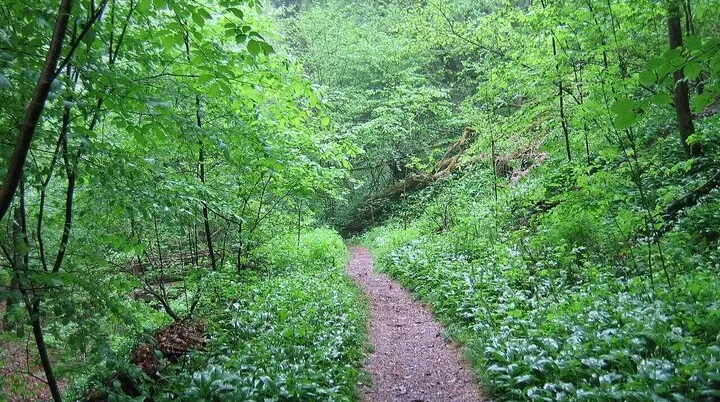Schmaler Waldweg im grünen dichten Wald | © Von ANKAWÜ - Eigenes Werk, Gemeinfrei, https://commons.wikimedia.org/w/index.php?curid=9876740