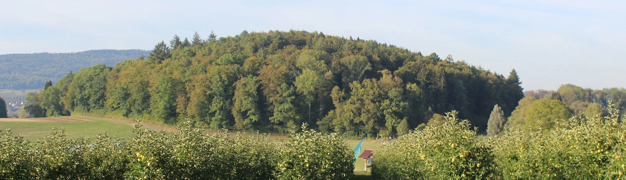 Ein bewaldeter Hügel hinter einer Obstplantage | © Tourist-Information Ailingen · CC BY-NC-SA