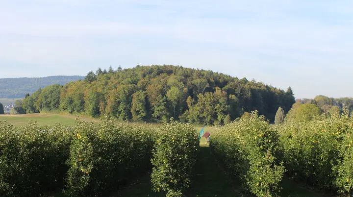 Ein bewaldeter Hügel hinter einer Obstplantage | © Tourist-Information Ailingen · CC BY-NC-SA