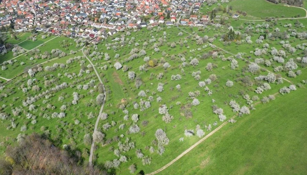 Streuobstwiese Beuren | © Foto: Heiko Wiening