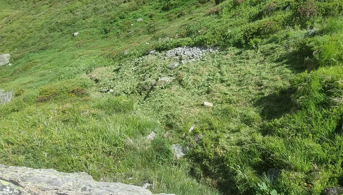 Grasbewachsener Hang mit vereinzelten Steinen und kleinen Pflanzen | © DAV-FN / R. Klees o. R. Zahner