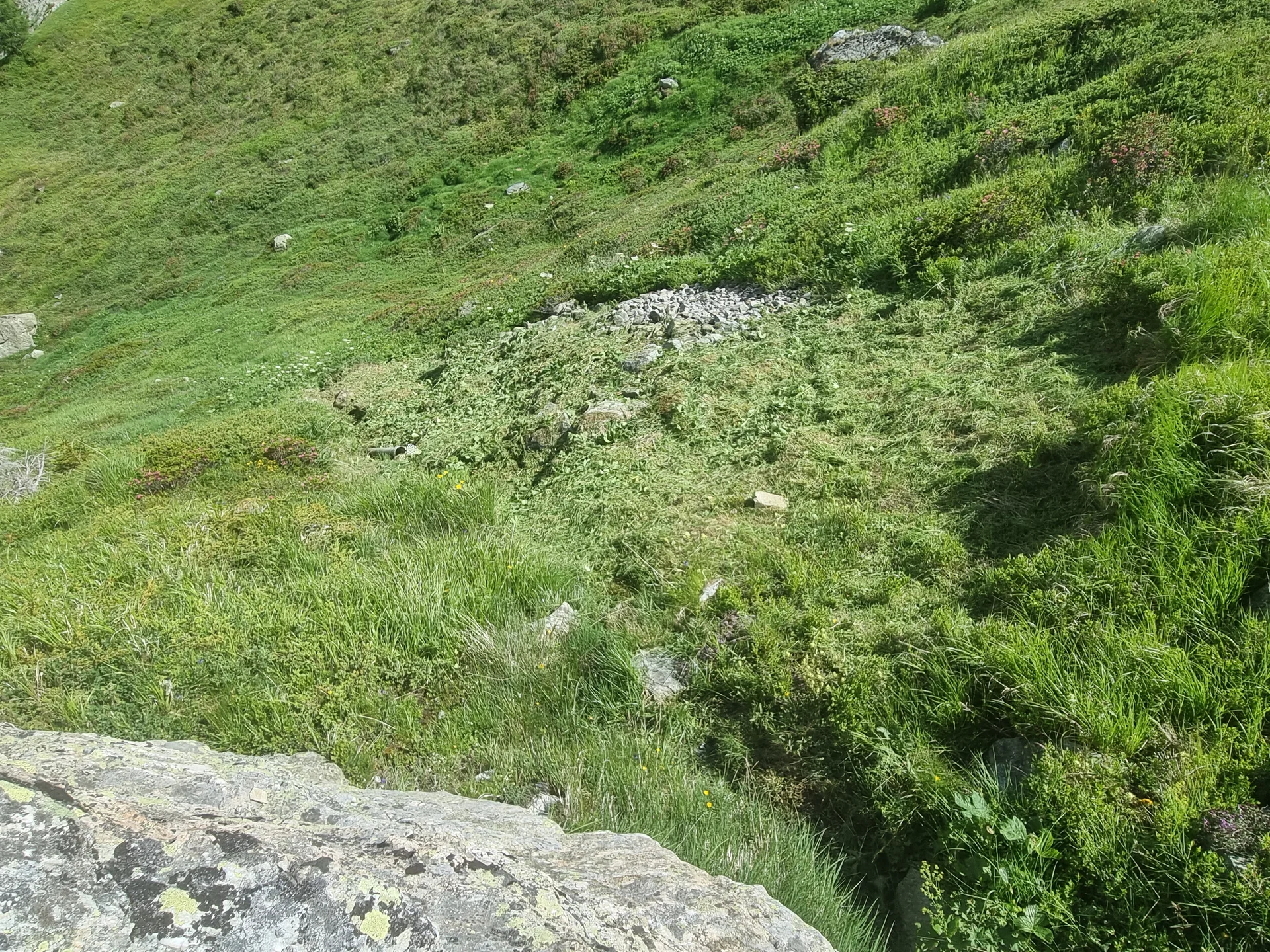 Grasbewachsener Hang mit vereinzelten Steinen und kleinen Pflanzen | © DAV-FN / R. Klees o. R. Zahner