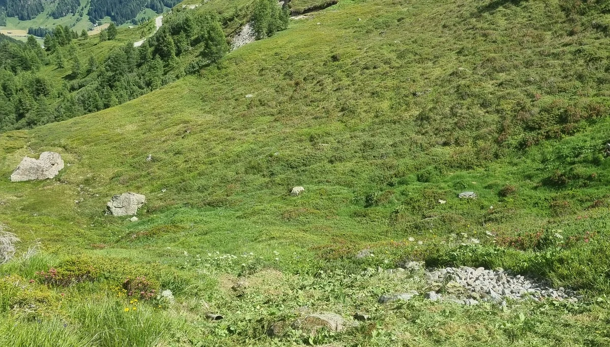 Grasbewachsener Hang mit verstreuten Steinen und Bergwald im Hintergrund unter bewölktem Himmel | © DAV-FN / R. Klees o. R. Zahner