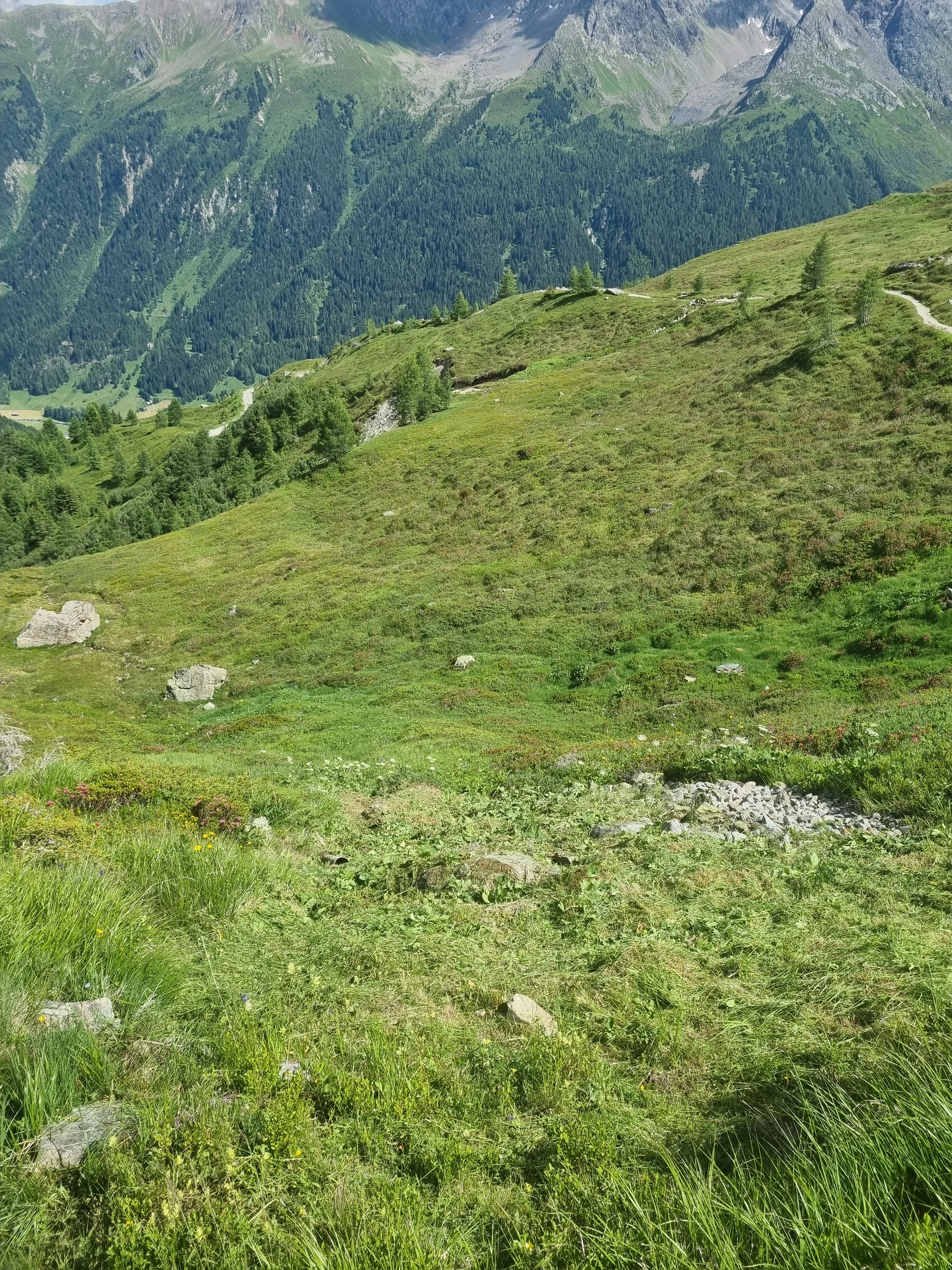Grasbewachsener Hang mit verstreuten Steinen und Bergwald im Hintergrund unter bewölktem Himmel | © DAV-FN / R. Klees o. R. Zahner