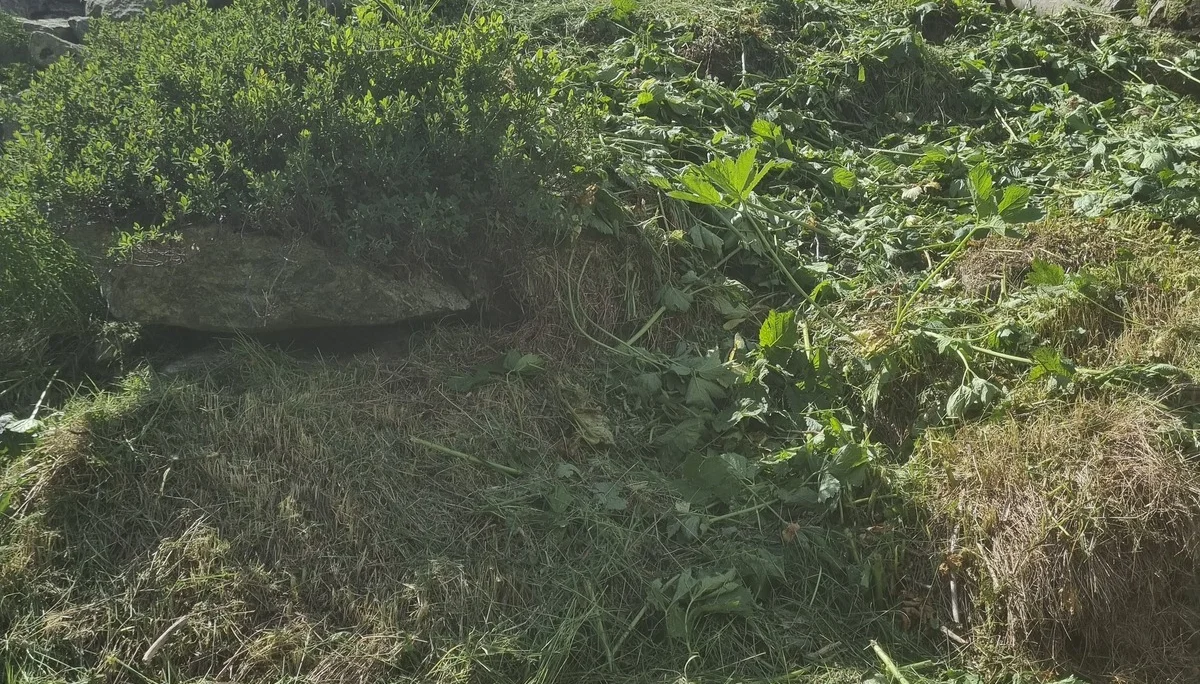 Hang mit frisch gerodetem Gras und Pflanzen unter blauem Himmel mit Wolken | © DAV-FN / R. Klees o. R. Zahner