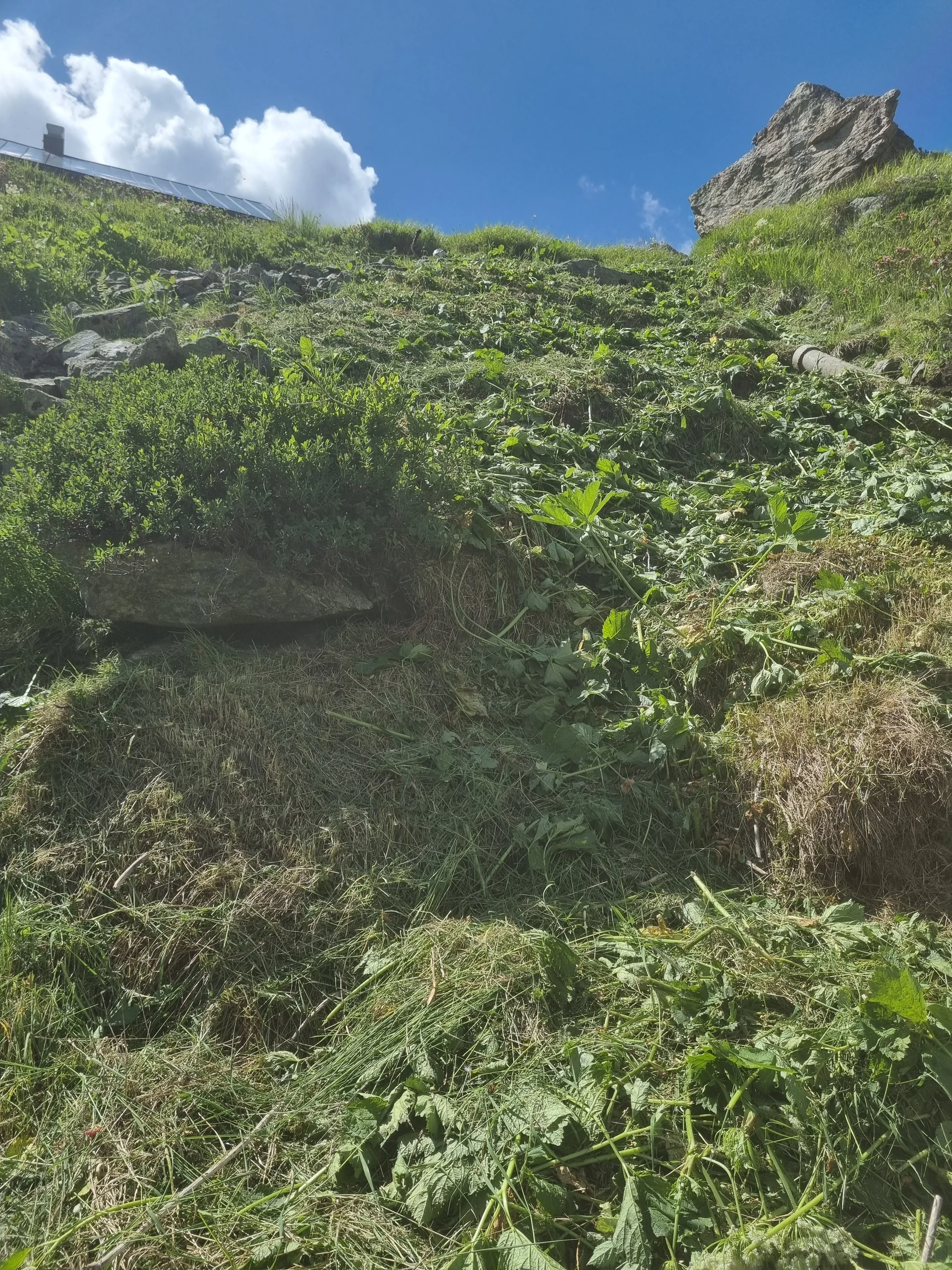 Hang mit frisch gerodetem Gras und Pflanzen unter blauem Himmel mit Wolken | © DAV-FN / R. Klees o. R. Zahner