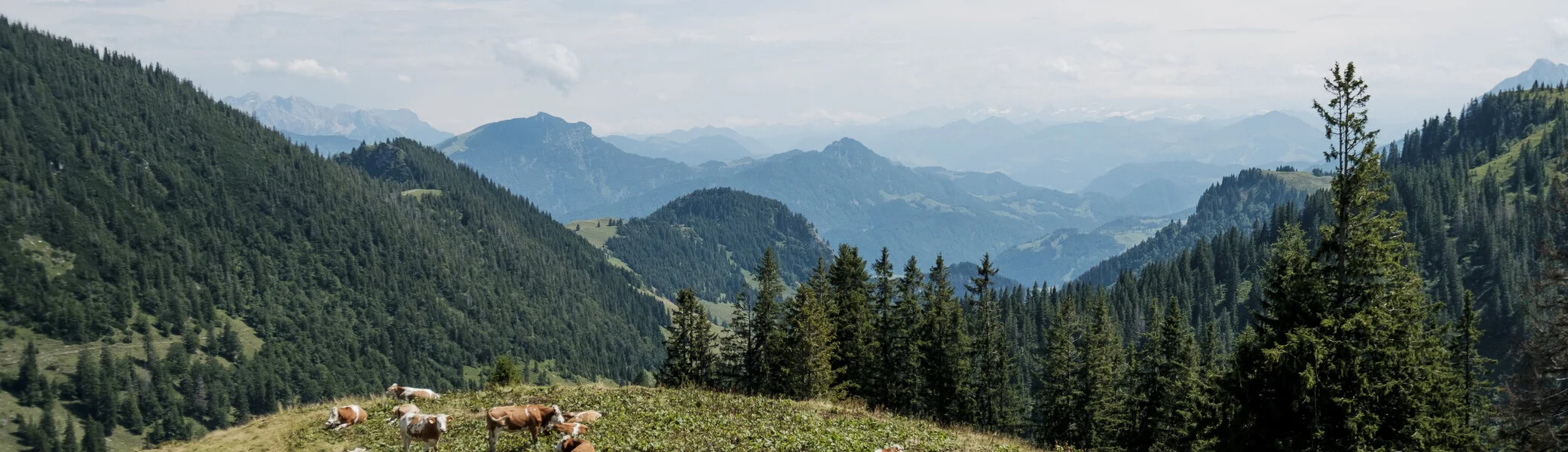 Berghang mit schlafenden Kühen | © DAV/Hans Herbig