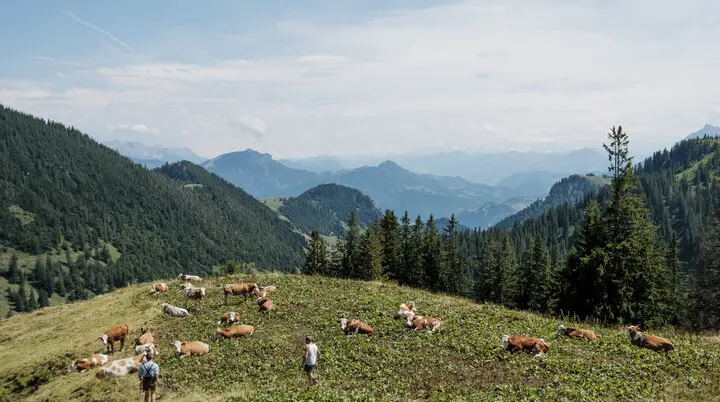 Berghang mit schlafenden Kühen | © DAV/Hans Herbig